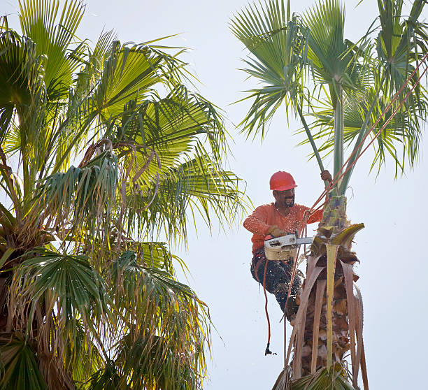 Best Commercial Tree Services  in Clever, MO